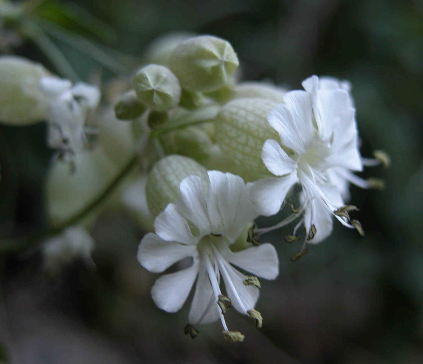 Campion, Bladder flower